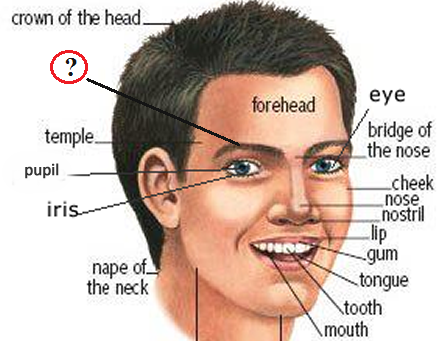 IELTS Vocabulary – Face & Facial organs