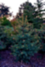 Spruce Tree