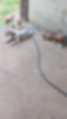 Cachorras cazadoras para hoy. Zoe. Cloe. Y rockie