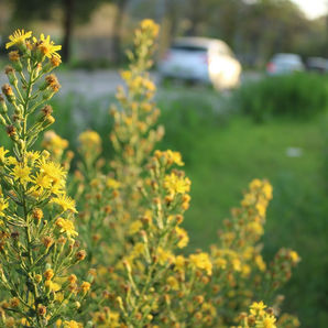 florecillas.JPG