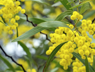 Bioenergy: Report reveals Victoria’s opportunity to invest in clean, secure jobs