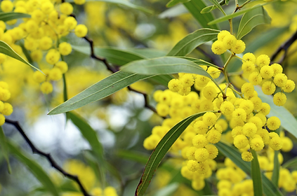 FIG wattle full size.png