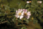 Heckenrose-Pflanzenbilder-UrmutterEssenz