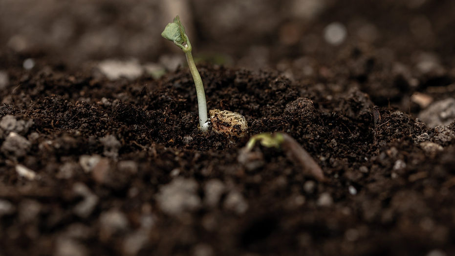 Samenkorn-Pflanzenbilder-UrmutterEssenz_