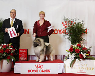 Clover the Keeshond Skyline's Splash of Mimosa win photo with Sandi Ford, Keeshond Breeder of Peregrine Keeshond