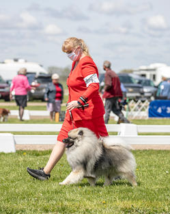 Ruckus the Keeshond, GCH Peregrine Causing a Commotion in the show ring