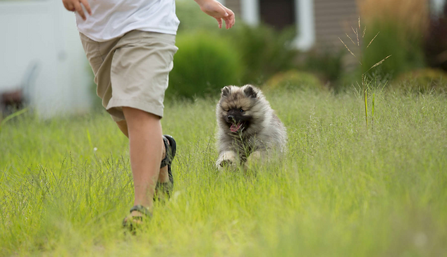 Child running through the grass being chased by a young Keeshond puppy