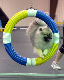 Clover the Keeshond Skyline's Splash of Mimosa Doing Agility