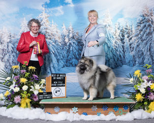 Clover the Keeshond Skyline's Splash of Mimosa with Sandi Ford, Keeshond Breeder of Peregrine Keeshond