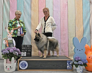 Salty the keeshond on the win podium