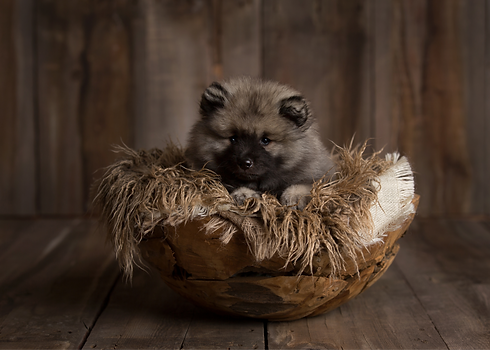 Adorable Keeshond 8 week old Puppy