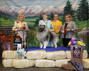Ruckus the Keeshond, GCH Peregrine Causing a Commotion winning the Regional Specialty