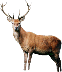 Deer solitaire, fragrance ambassador