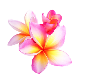 kfrangipani two.png