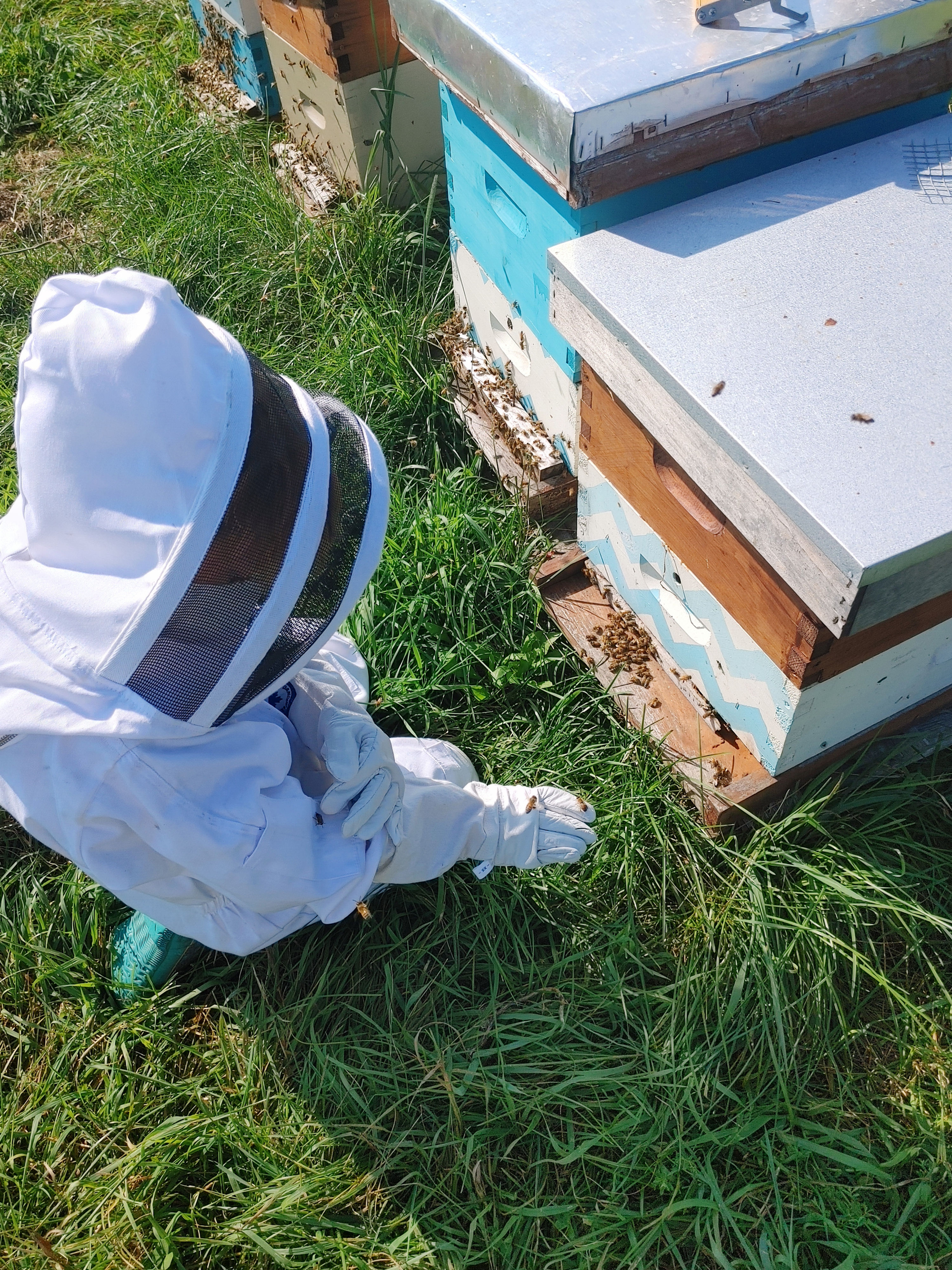 Family Hive Experience