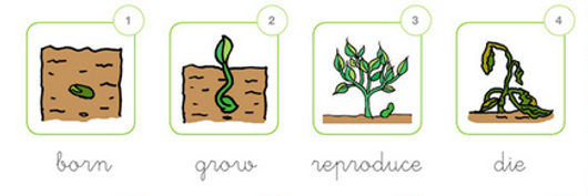 living things.png
