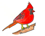 st. louis cardinal.jpeg