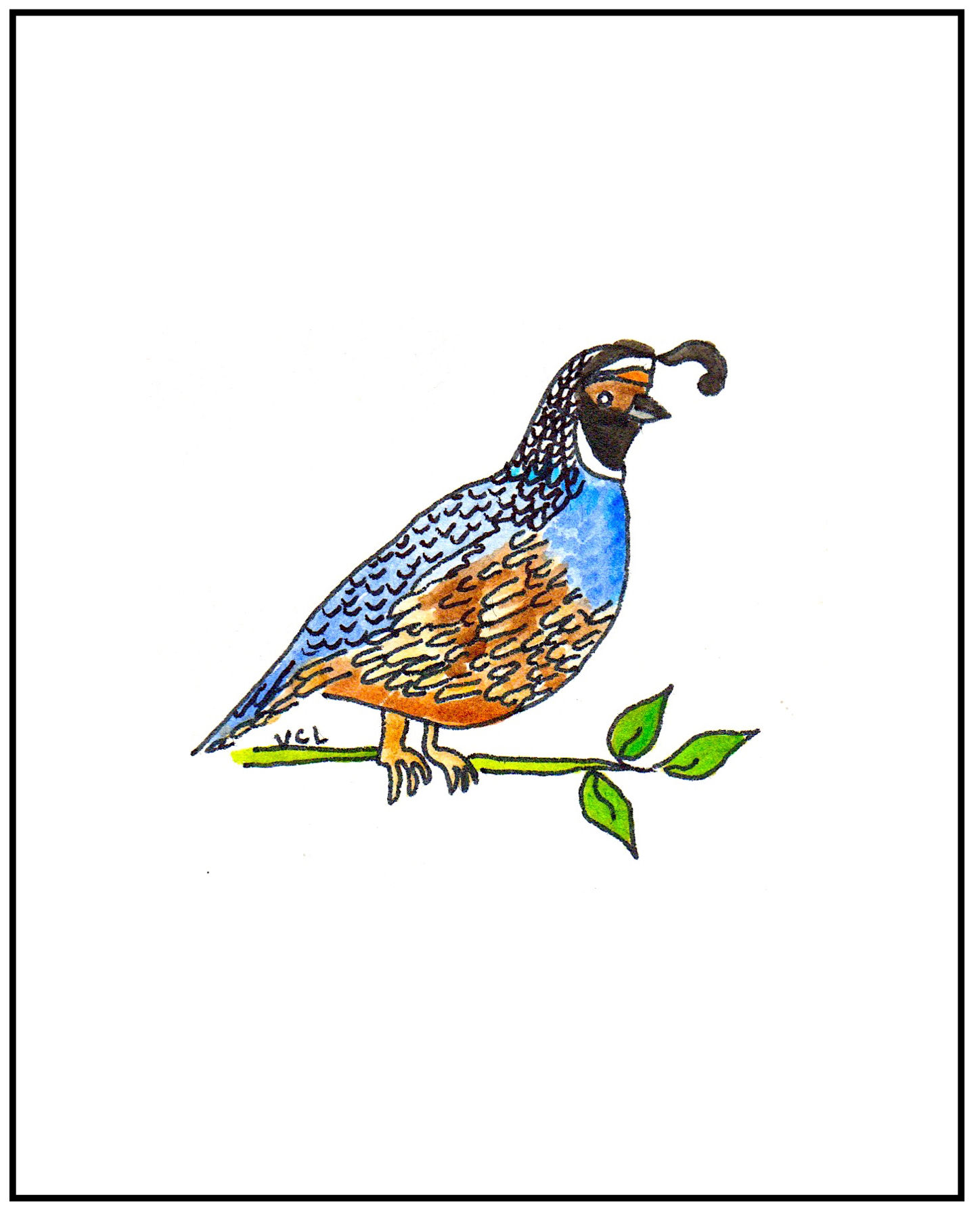 Quail