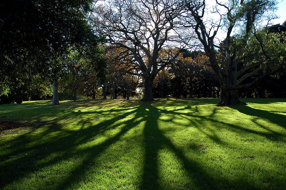 park1.jpg