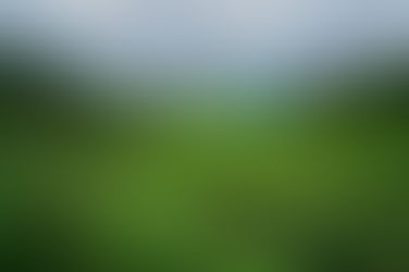 Rainbow of Tea Varieties from One Plant: Distinguishing White, Black, and Green Teas