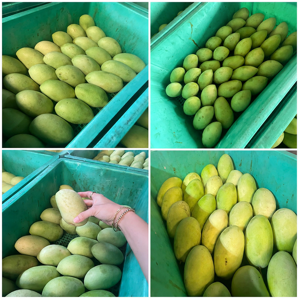 Our Carabao Mangoes Have Arrived in Hi-Las Marketing Corporation
