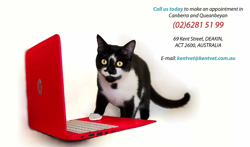 Vet Canberra Deakin Kent Street Veterinary Clinic
