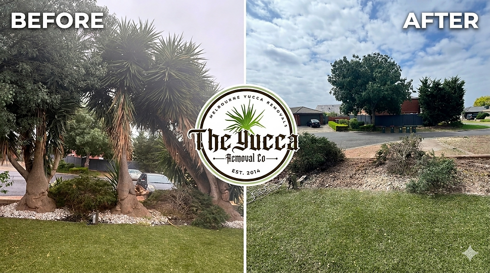 A side-by-side before and after comparison of a professional yucca removal job in Wyndham by The Yucca Removal Co. The 'Before' shows large, established yuccas, and the 'After' shows a clear garden bed following complete root eradication and cleanup.