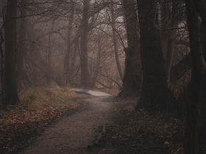 Ein Weg im Nebel. Fotografiert von Carlo Quast
