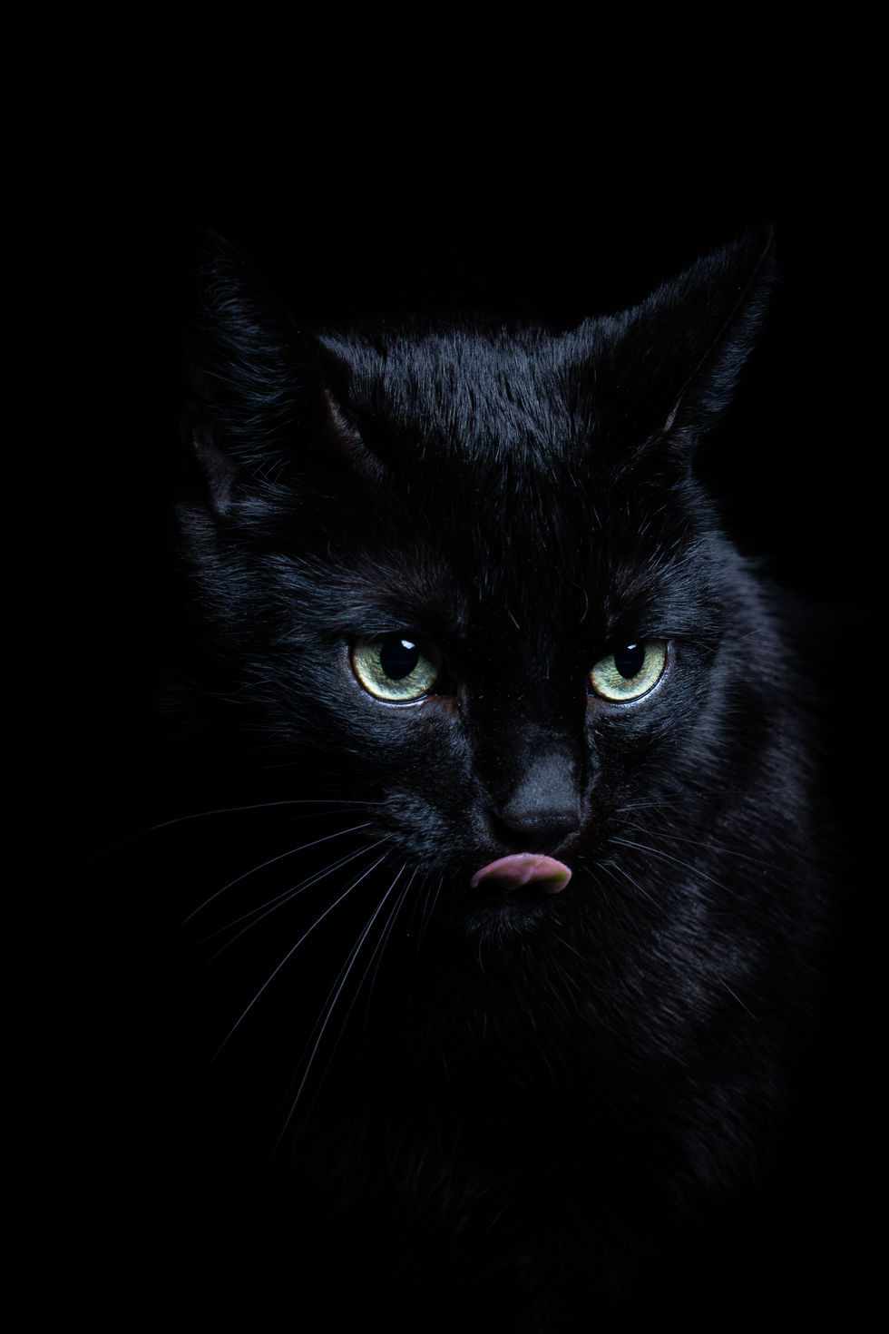 Schwarze Katze im Studio vor dunklem Hintergrund, Low-Key Katzenfotografie