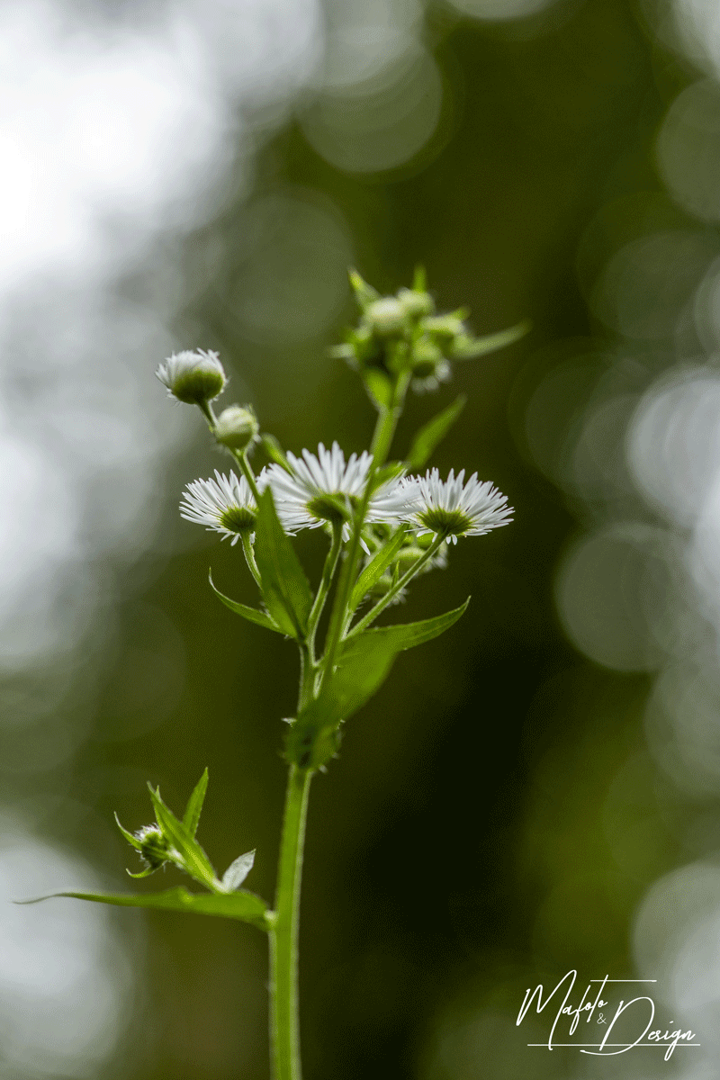 Erigeron Annuus