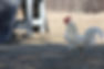Trueworthy Treasure the Rooster