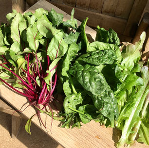 Foothill Frolic Farm's Spring Green Mix, 8 oz amount