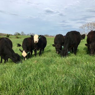 Custom Beef Shop Opening Date...Friday May 8th at 4pm(EST)