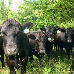 Custom BEEF Season Started Today