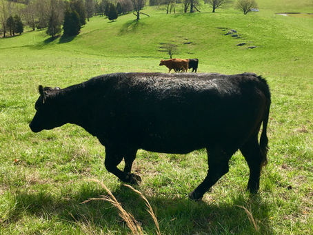 Only 13 Days Remain to PreOrder Your Custom Beef Shares for May Pick-Up