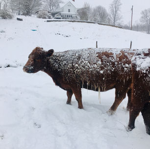 Warm Dryness, Rain, and Cold Fluffy Snow...All in the Month of January