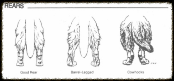 Newfoundland kennel, The Kingdom of Bears