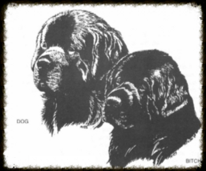 Newfoundland kennel, The Kingdom of Bears