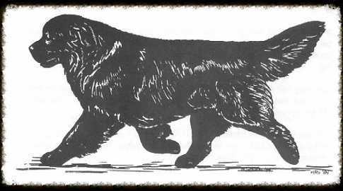 Newfoundland kennel, The Kingdom of Bears
