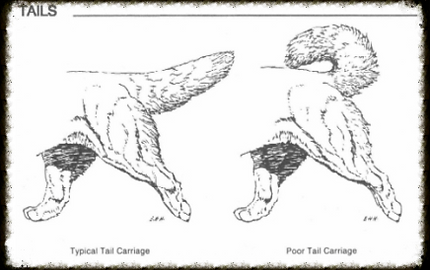 Newfoundland kennel, The Kingdom of Bears