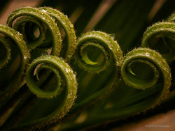 Sago Palm.jpg