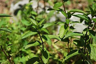 peppermint, essential oil, aromatherapy, nausea