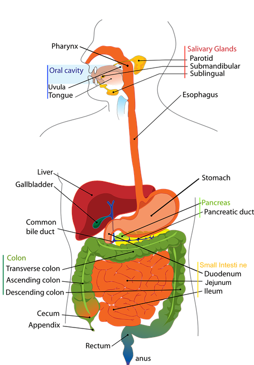 Digestive System