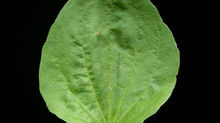 Plantain - Plantago major L.