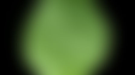 Plantain - Plantago major L.