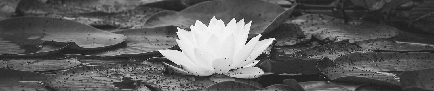 lotus dirt.jpg