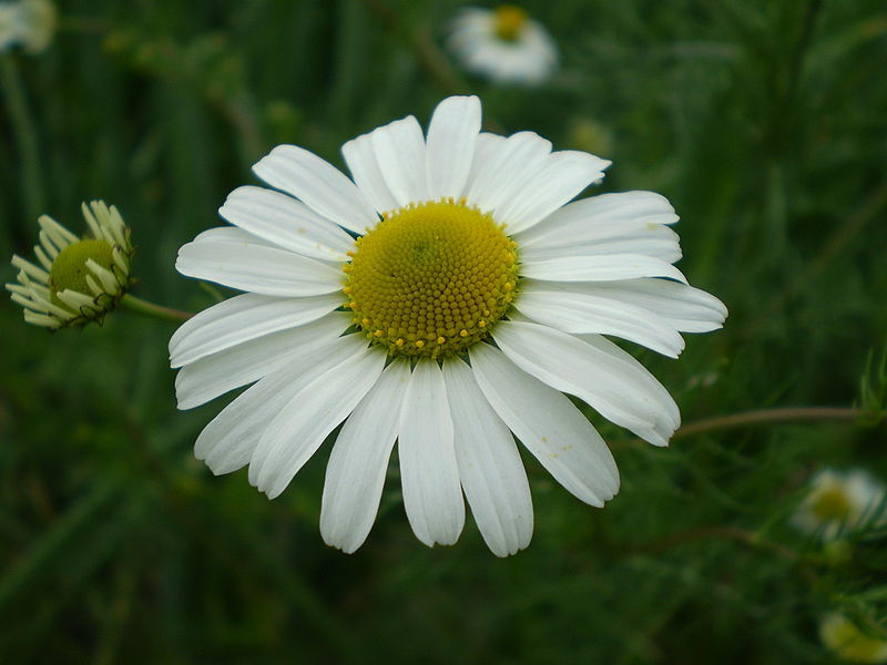 chamomile, german chamomile, blue chamomile, essential oil, aromatherapy