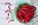Cayenne (Capsicum spp.)