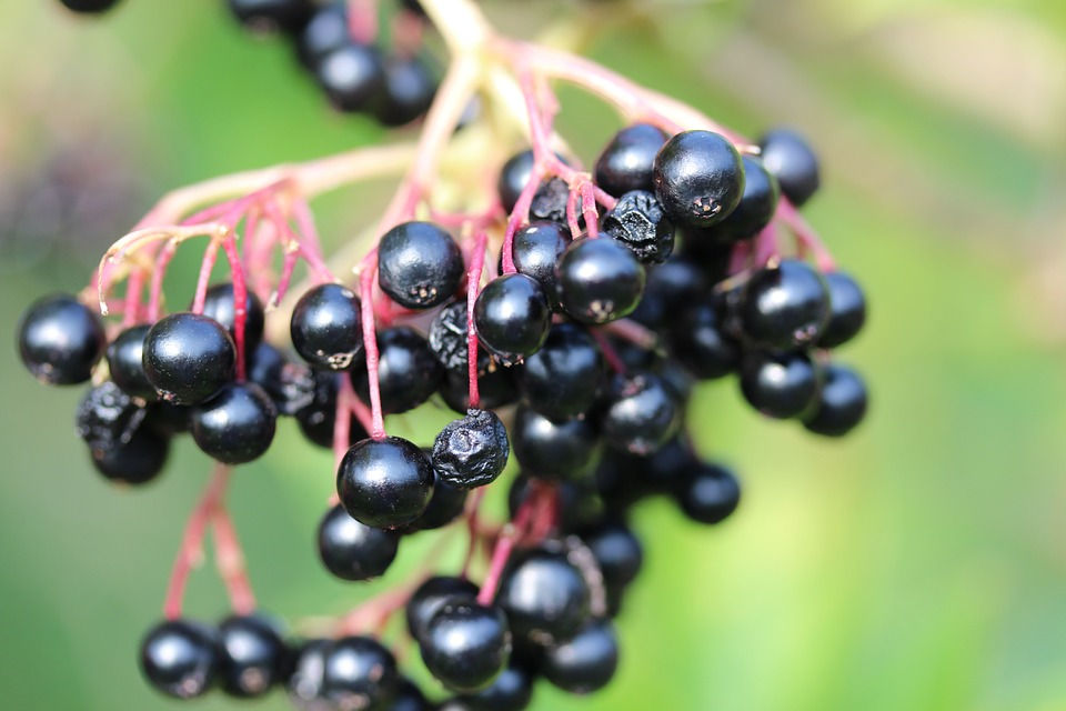 Elderberry