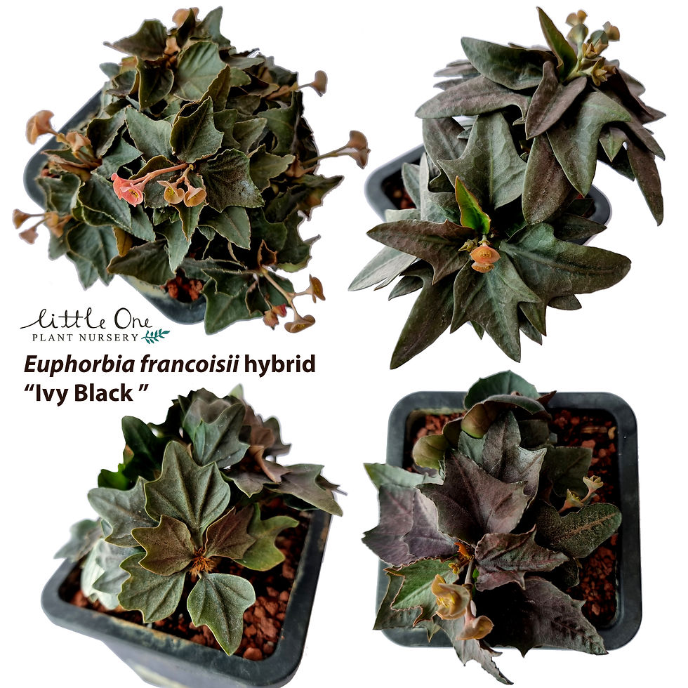 Euphorbia francoisii hybrids "IVY Black" seeds